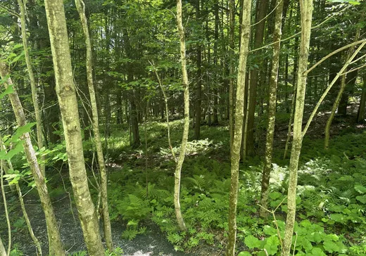 Land for Sale -  Rue Owl, Knowlton, J0E 1V0