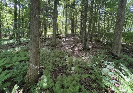 Land for Sale -  Rue Owl, Knowlton, J0E 1V0