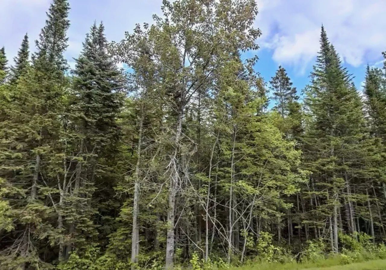 Route de St-Jogues — photo 1
