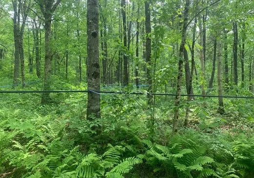 Land for Sale -  9e Rang, Saint-Ludger, G0M 1W0