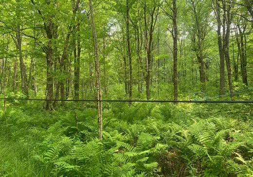 Land for Sale -  9e Rang, Saint-Ludger, G0M 1W0