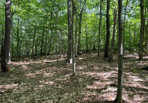 Land for Sale -  Rue des Mésanges, Brownsburg-Chatham, J8G 2M6