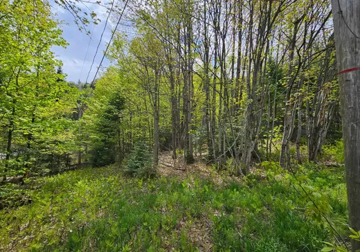 Terrain à vendre -  Mtée Rosa, Sainte-Agathe-des-Monts, J8C0T6
