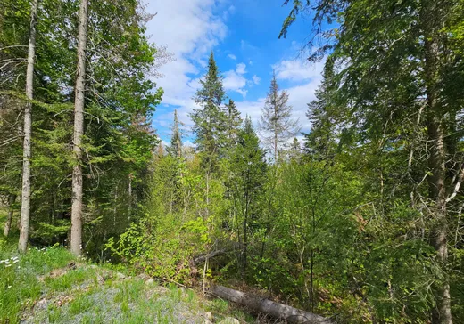 Terrain à vendre -  Mtée Rosa, Sainte-Agathe-des-Monts, J8C 0T6