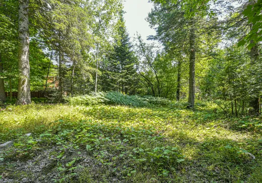 Terrain à vendre - Ch. du Mouli Ch. du Moulin, Sainte-Adèle, J8B1S5