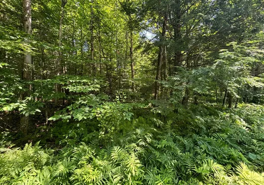 Land for Sale -  Ch. du Pipeline, Mansonville, J0E 1X0