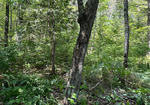 Terrain à vendre -  Ch. Caron, Notre-Dame-de-Pontmain, J0W 1S0