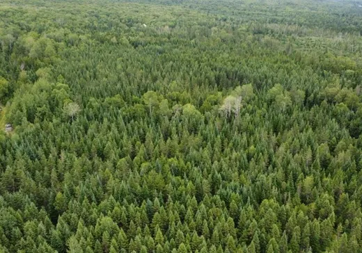 Terrain à vendre - 224 Route de l'Église, Notre-Dame-Des-Boies, J0B 2E0