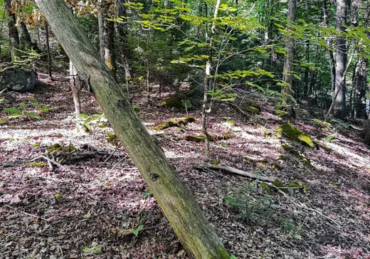 Land for Sale -  Ch. Glen, Wentworth, J8H 0C2