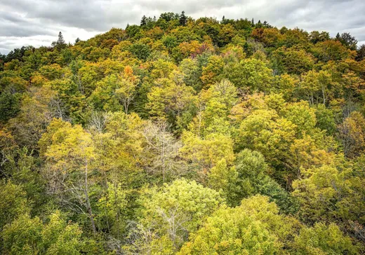 Terrain à vendre -  Ch. des Micmacs, Harrington, J8G 2S6