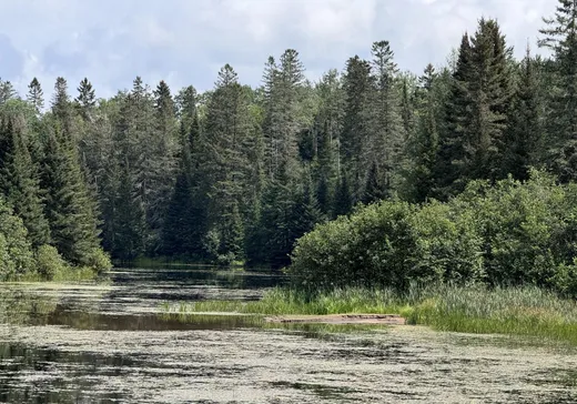 Terrain à vendre -  Rue des Goélands, Mont-Laurier, J9L 0E4