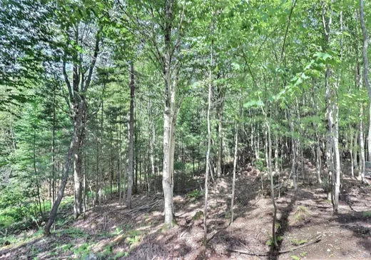 Land for Sale - 1261 Rg des Érables, Stratford, G0Y 1P0