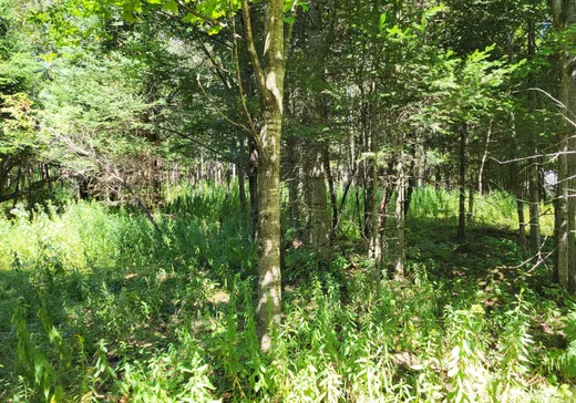 Land for sale -  Rue de la Sapinière, Wentworth, J0T1Y0