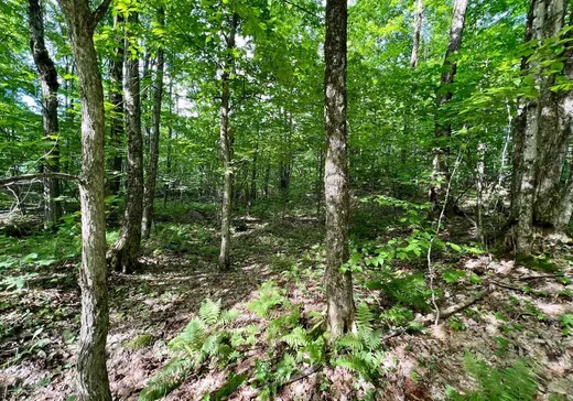 Terrain à vendre - 31 Rue Oak, Bolton-Est, J0E 1G0