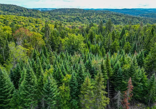 Terrain à vendre -  Rue du Génévrier, Val David, J0T 2N0