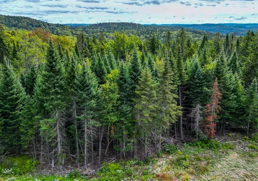 Terrain à vendre -  Rue du Génévrier, Val David, J0T 2N0