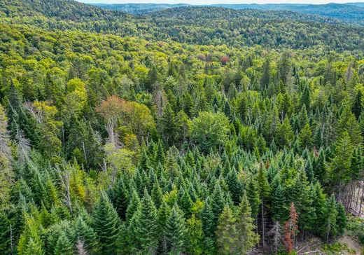 Terrain à vendre -  Rue du Génévrier, Val David, J0T 2N0