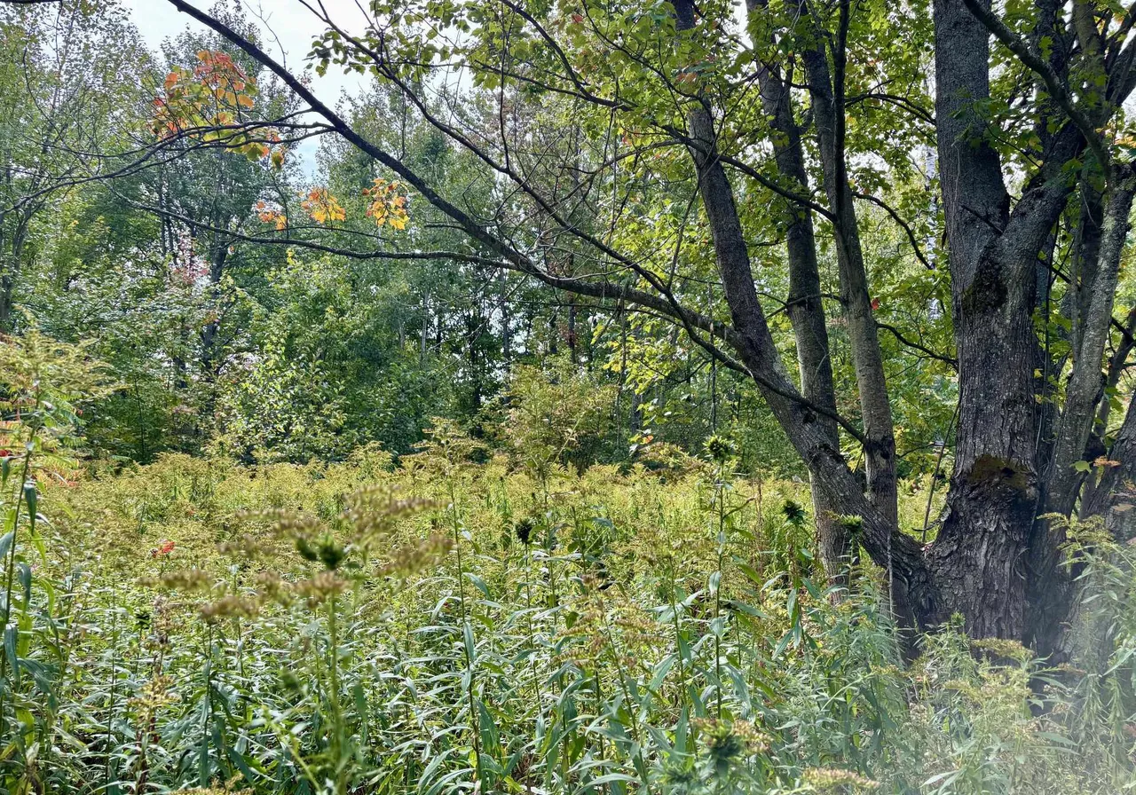 50 Ch. du Lac-à-la-Truite — photo 3
