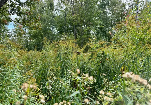 Land for Sale - 50 Ch. du Lac-à-la-Truite, Daveluyville, G0Z 1C0