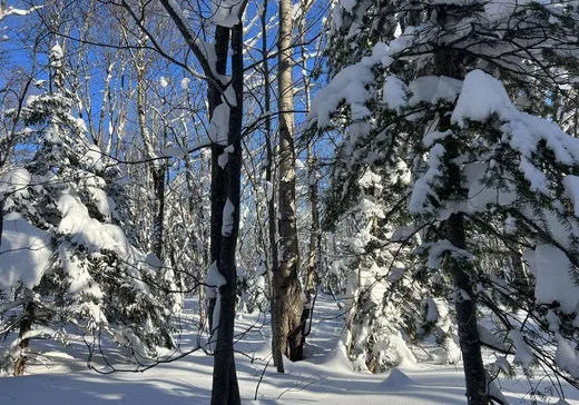 Terrain à vendre - 29 Route 283, St-Fabien-De-Panet, G0R 2J0