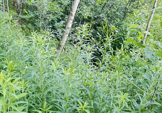 Terrain à vendre -  Ch. St-Roch, Terrebonne, J6Y 1C9