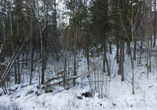 Land for Sale -  Ch. du Grand-Duc, Mansonville, J0E 1X0