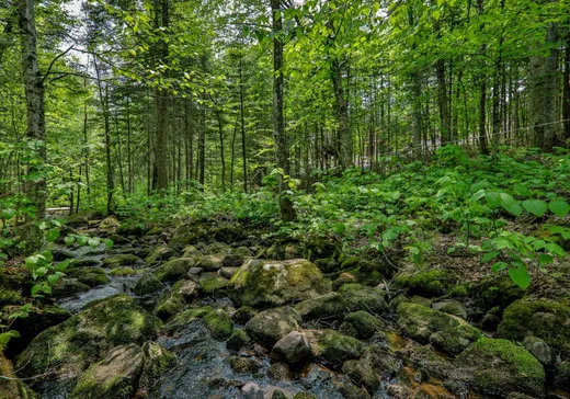 Land for sale -  Rue des Gardénias, Val David, J0T2N0