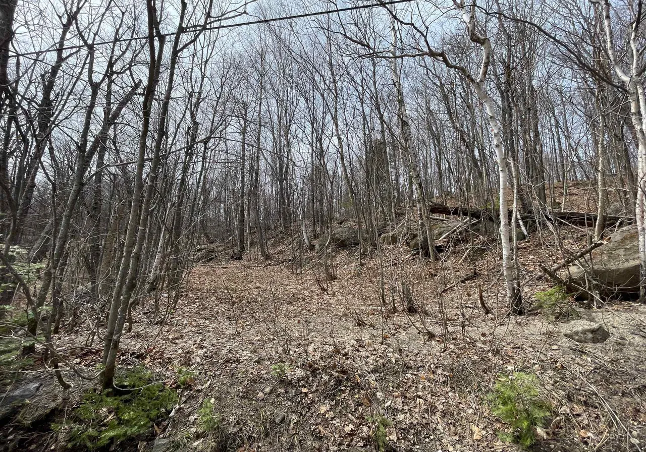 Ch. Forest Hill — photo 3