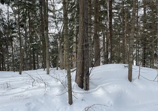 Terrain à vendre -  Rue des Érables, Wentworth, J0T 1Y0