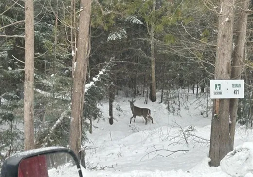 Terrain à vendre - 839 Rg Sacacomie, St-Alexis-Des-Monts, J0K 1V0