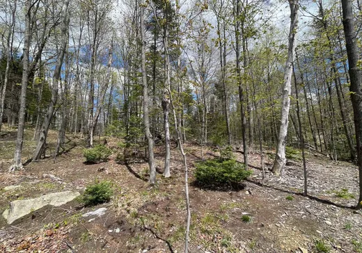 Terrain à vendre -  Ch. du Renard, Saint-Sauveur, J0R 1R1