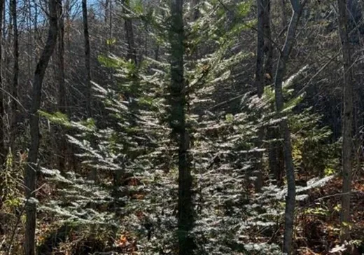 Land for Sale -  Ch. de Val-Ombreuse, ND-Du-Laus, J0X 2M0