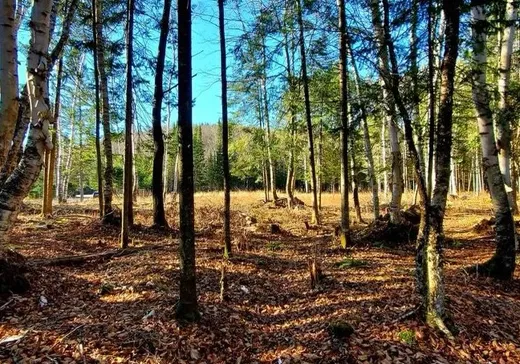 Terrain à vendre -  Ch. Marie-Louise, Lac-Saint-Paul, J0W1K0