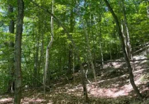 Terrain à vendre -  Ch. du Lac-Lentol, Brownsburg-Chatham, J8G 1B6