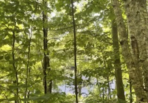 Terrain à vendre -  Ch. du Lac-Lentol, Brownsburg-Chatham, J8G 1B6