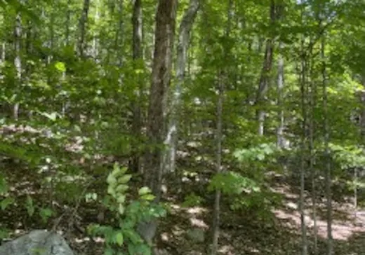 Terrain à vendre -  Ch. du Lac-Lentol, Brownsburg-Chatham, J8G 1B6