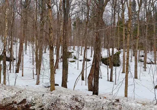 Terrain à vendre -  Ch. des Marronniers, St-Adolphe d'Howard, J0T2B0