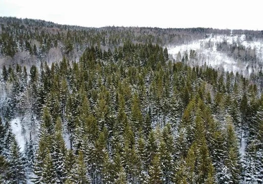 Land for Sale - 535 Ch. du Fer-à-Cheval, East Broughton, G0N 1G0