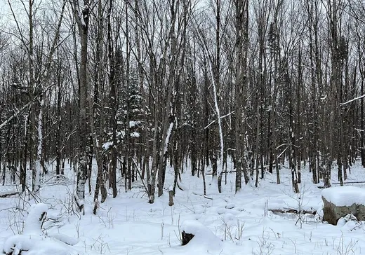 Terrain à vendre - 180 Rue des Faux-Trembles, Eastman, J0E1P0