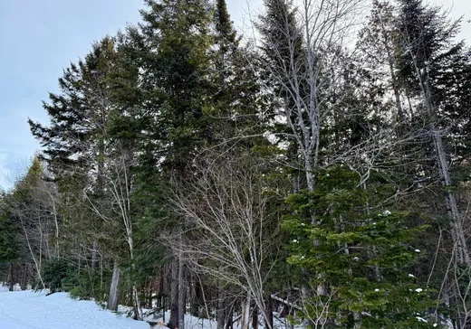 Terrain à vendre -  Ch. de l'Air-Pur, Val David, J0T 2N0