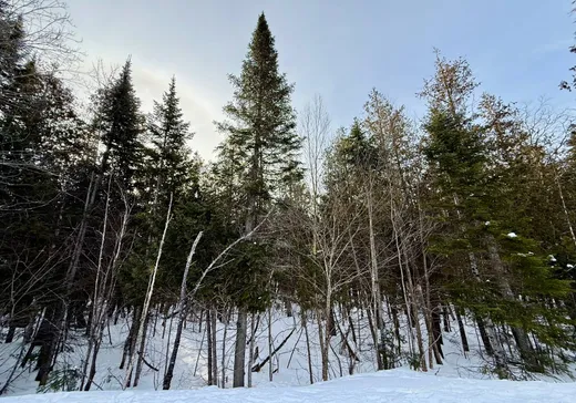 Terrain à vendre -  Ch. de l'Air-Pur, Val David, J0T 2N0