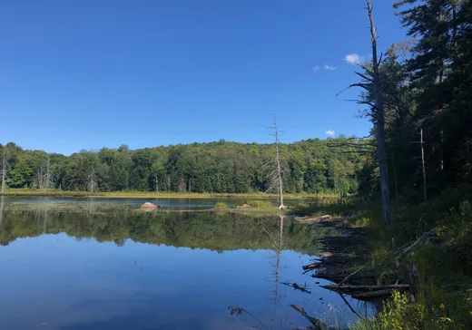 Terrain à vendre -  Ch. du Lac-Gustave, Wentworth, J0T 1Y0