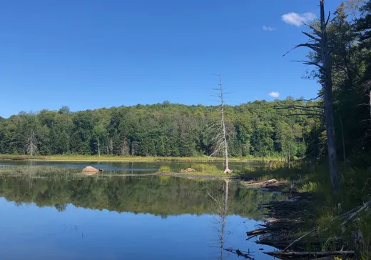 Terrain à vendre -  Ch. du Lac-Gustave, Wentworth, J0T 1Y0