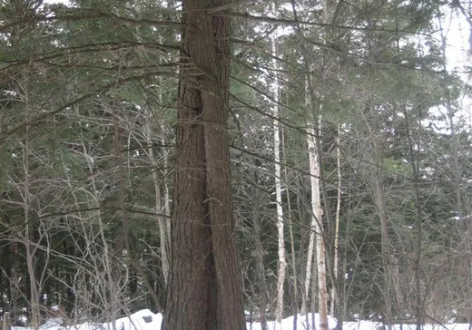 Terrain à vendre - 39 Ch. du Flood, Lac-du-Cerf, J0W 1S1