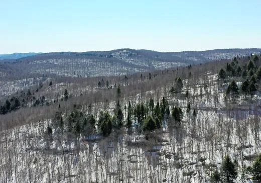 Terrain à vendre -  Ch. des Rapides, St-Remi-D'Amherst, J0T 2L0