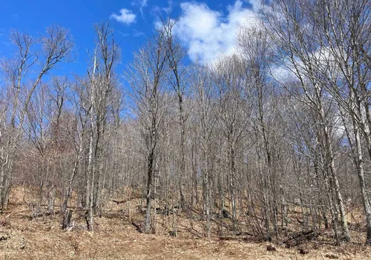 Terrain à vendre -  Ch. du Lac-Gustave, Wentworth, J0T 1Y0