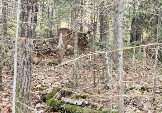 Land for Sale -  Ch. Gérald, Saint-Michel-des-Saints, J0K 3B0