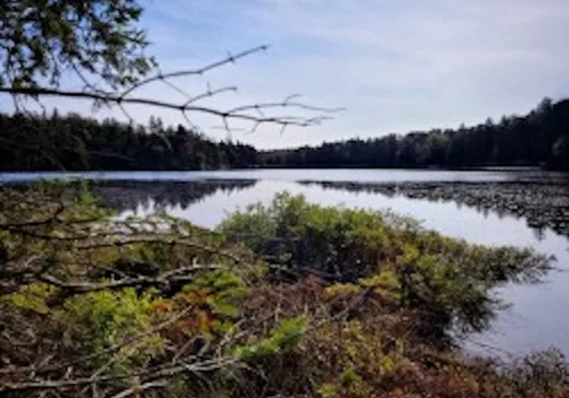 Terrain à vendre -  Ch. du Lac-Bélanger, Wentworth, J0T 1Y0