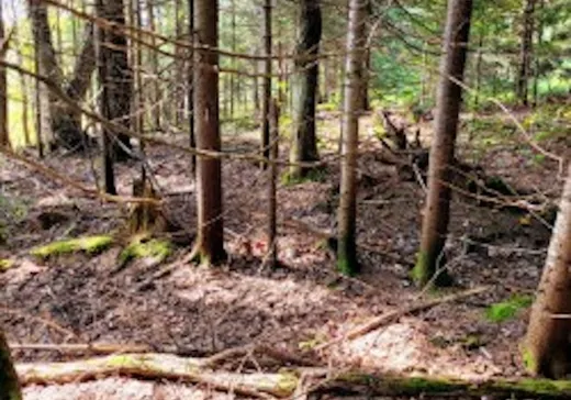 Terrain à vendre -  Ch. du Lac-Bélanger, Wentworth, J0T 1Y0
