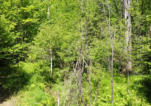 Terrain à vendre -  Ch. du Petit-Lac-Génier, Mont-Laurier, J0W 1H0